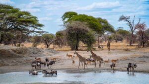 Giraffes, wildebeest, and antelopes gather at a waterhole on the African savanna.